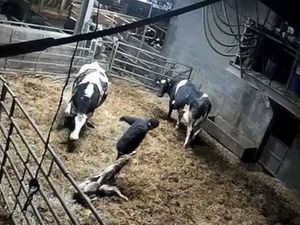 Supporting image for story: Watch: Shocking footage shows dairy cows at Shropshire farm being punched, kicked and dragged