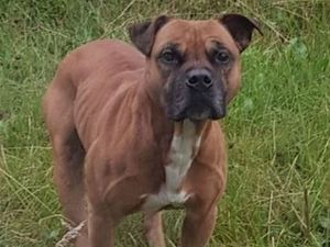 Supporting image for story: Dog who escaped kennels prompting four-day search returns home to family