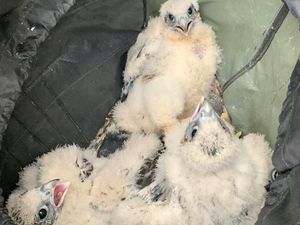 Supporting image for story: Success as four peregrine falcon chicks leave nesting site in South Staffordshire