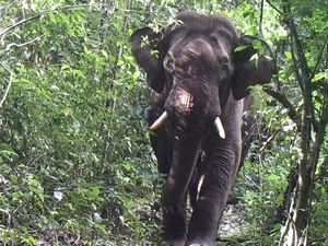 Supporting image for story: Elephants, tigers and leopards spotted in Burma wilderness by secret cameras