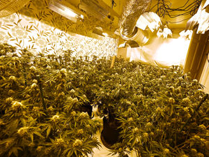 Supporting image for story: Home Office to decide whether cannabis gardener caught in Telford will be deported