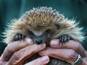 Supporting image for story: Meet the volunteer giving our native hedgehogs a helping hand