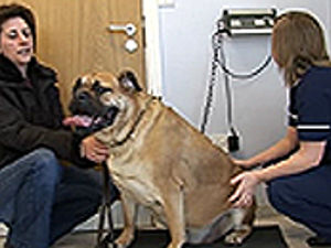 Supporting image for story: Top tips to keep your pet slim