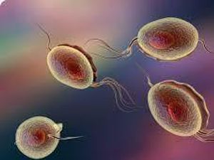 Supporting image for story: Sandwell and Wolverhampton top charts for rise in rare STI spread by parasite