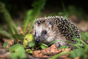 It's not uncommon to see hedgehogs in your garden