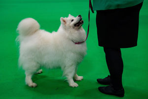 A Samoyed on show at the Birmingham National Exhibition Centre (NEC) during the third day of the Crufts Dog Show. PA Photo. Issue date: Saturday March 7, 2020. See PA story ANIMALS Crufts. Photo credit should read: Jacob King/PA Wire.
