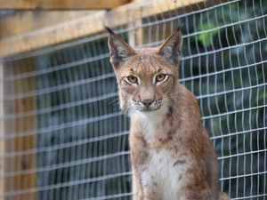 Supporting image for story: Eurasian Lynx brothers move into new home at county attraction 