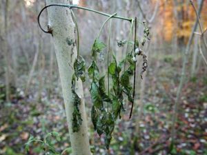 Supporting image for story: Council policy to tackle killer disease that could wipe out millions of trees