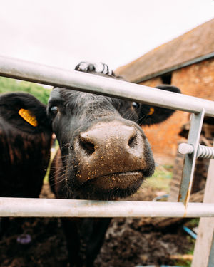 A Dexter Cow at Frankly Farm Tours in Broseley, Shropshire