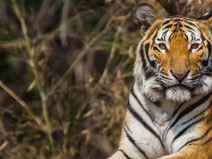 Supporting image for story: Tinder is asking users to stop posting selfies with tigers