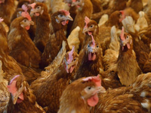 Supporting image for story: Smell worry over chicken farm bid
