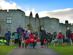 Supporting image for story: Dog rescue charity caring for former racing greyhounds gets festive funding boost