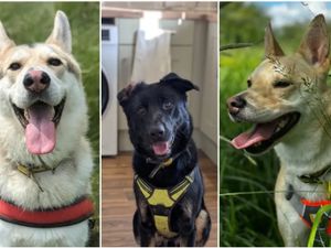 Supporting image for story: Five 'underdogs' inside Shrewsbury Dogs Trust waiting for a 'fur-ever' home this Christmas