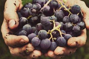 English Wine Week taking place from May 28 to June 5