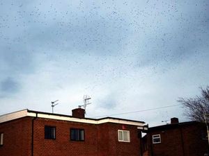 Supporting image for story: Starling spectacle has drawn crowd