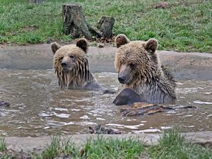 Supporting image for story: Two young bears eat week’s worth of honey during escape from park enclosure