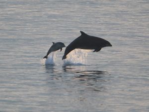 Supporting image for story: Microplastics found in dolphin breath – study