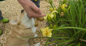 Pepper the dog has a good sniff. Picture: BBC/iPlayer