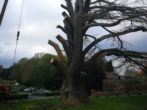 Supporting image for story: Sadness as work starts to remove dead cedar tree at Shropshire wedding venue