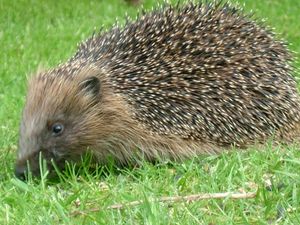 Supporting image for story: 'No surprise' from Shropshire-based charity as hedgehogs included on vulnerable list