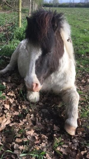 Rocky before the attack