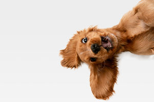 The joy of pets