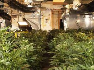 Supporting image for story: Police warning after cannabis factory found in Wem