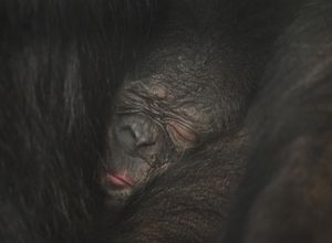 Supporting image for story: Shropshire students' work shows primate behaviour changed as zoos closed in lockdown