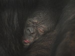 Supporting image for story: Shropshire students' work shows primate behaviour changed as zoos closed in lockdown