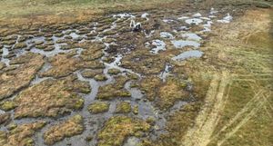Supporting image for story: Learn about mysterious peatlands at an Elan Valley event this month