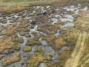 Supporting image for story: Learn about mysterious peatlands at an Elan Valley event this month