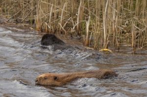 Beavers in the nature reserve