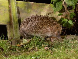 Supporting image for story: Two Shropshire teenagers admit torturing hedgehog in attack caught on camera