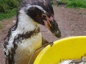 Supporting image for story: Dudley Zoo's Pingu celebrates 29th birthday