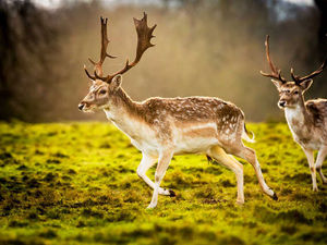 Supporting image for story: Autumn activities coming to Attingham Park