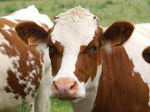 Supporting image for story: County farmers were 'let down'