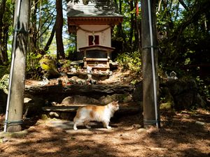 Supporting image for story: Shrine honours cats on Japanese island where felines outnumber humans