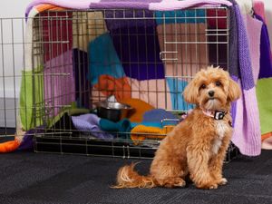 Supporting image for story: Charity urges dog owners to prepare for New Year's Eve fireworks