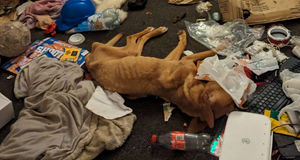 One of the dogs was discovered in an emaciated state