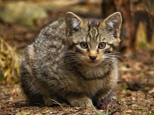 Supporting image for story: See adorable Scottish wildcat kittens which are key to species survival