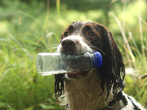 Supporting image for story: Meet Benji - the litter-picking rescue dog cleaning up Shropshire's canals