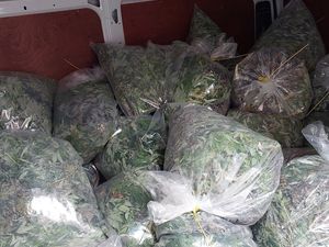 Supporting image for story: Police seize mammoth cannabis haul in major bust on Sandwell high street