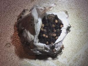 Supporting image for story: This video of 100 tiny, deadly spiders emerging from an egg sac is what nightmares are made of