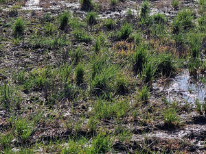 Supporting image for story: Forage quality concerns after heavy rainfall  