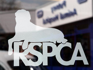 Supporting image for story: Star Comment: Let’s help RSPCA to find justice