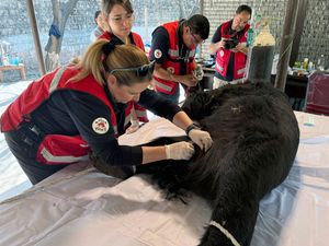 Pakistan Bear Rescue