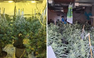 Police uncovered hundreds of plants across Shropshire and Worcestershire.