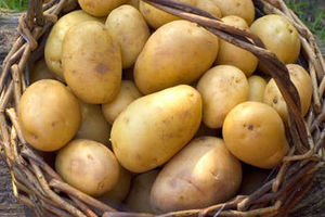 Supporting image for story: Promoting and protecting the potato sector