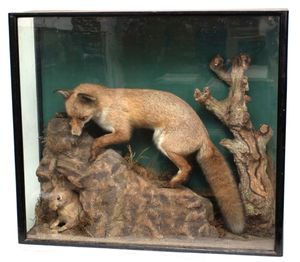 Kevin displayed several pieces of his collection in the hall, including this Edwardian cased full-mount fox, which sold for £850