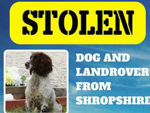 Supporting image for story: Appeal for dog missing after Land Rover theft in Shropshire